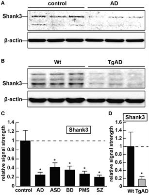 Deficits in the Proline-Rich Synapse-Associated Shank3 Protein in Multiple Neuropsychiatric Disorders